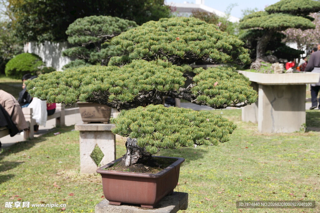 精致盆景展于户外草坪