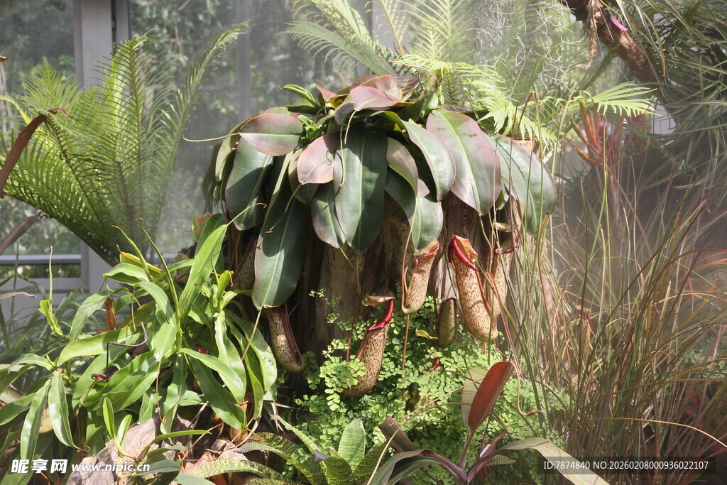 奇特植物 展现自然生机