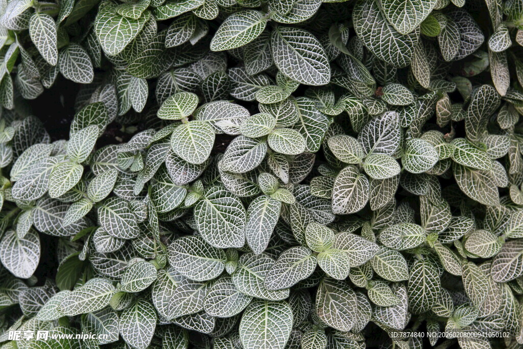 密集排列的绿色叶片