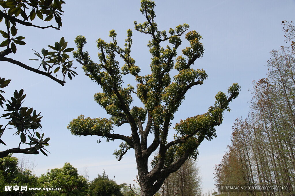 高大挺拔的奇特树木