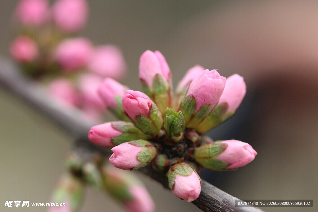 枝头粉嫩花苞初绽