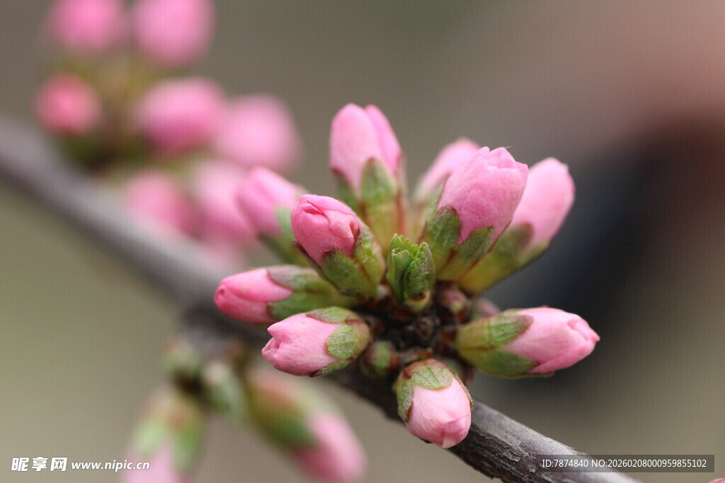粉嫩花苞绽放枝头
