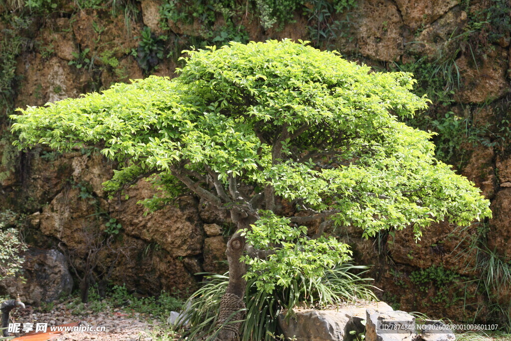 翠绿盆景树 尽显自然之美