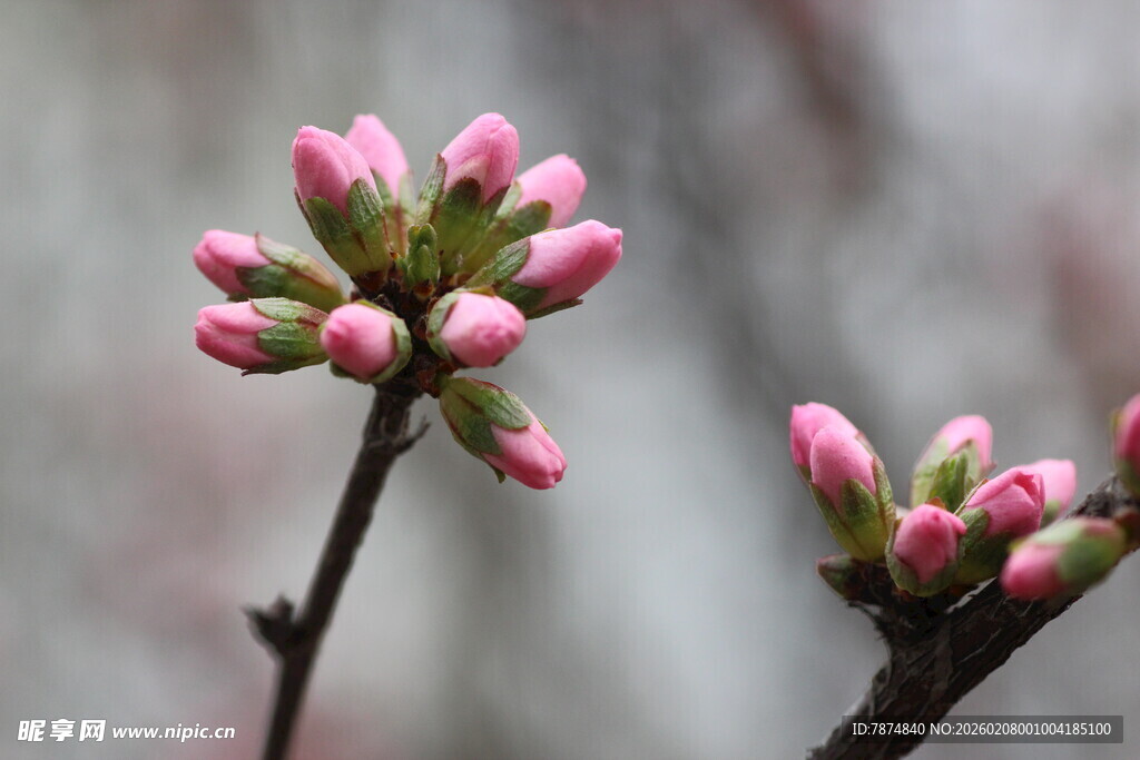 粉嫩花苞绽放枝头
