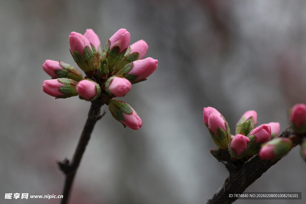 粉嫩花苞初绽枝头