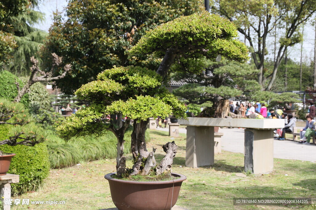 庭院中的精致盆景