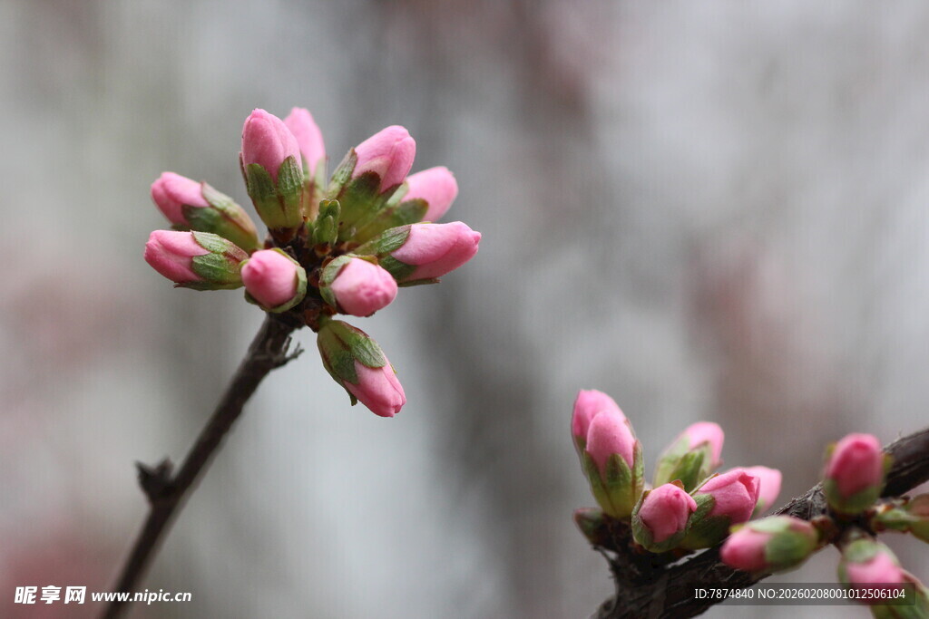 枝头粉嫩花苞初绽