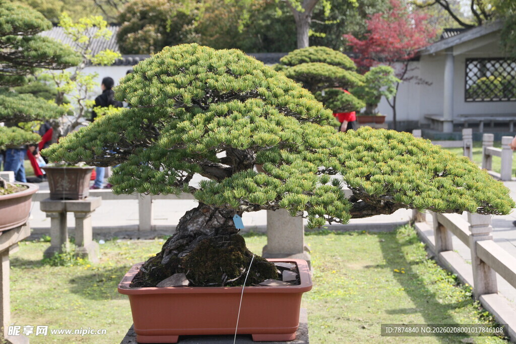 精致盆景展现园艺之美