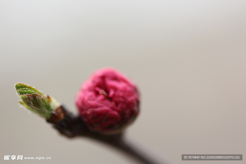 含苞待放的粉嫩花骨朵