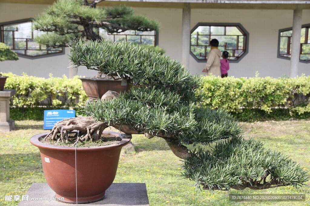 庭院中的精致盆景