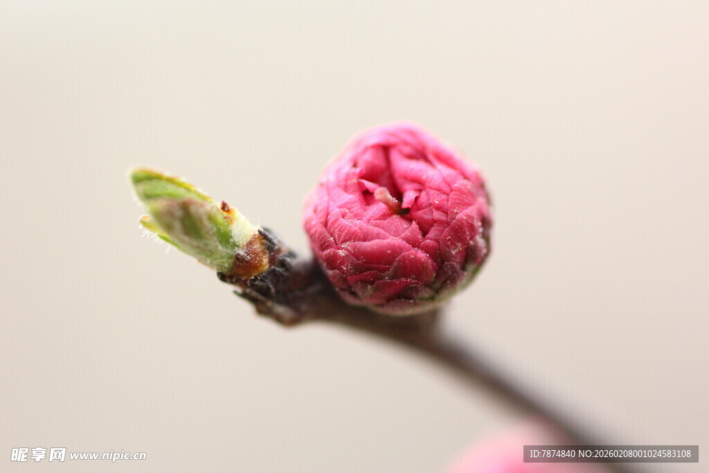 娇艳粉色梅花特写