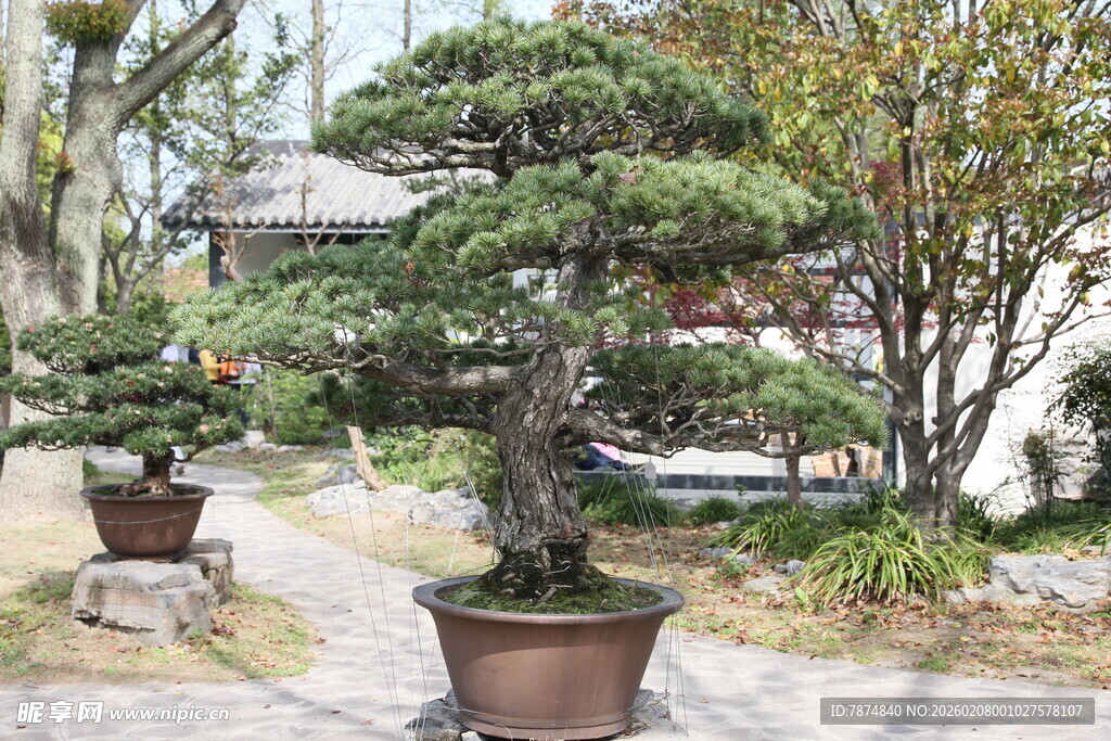 庭院中的精致盆景