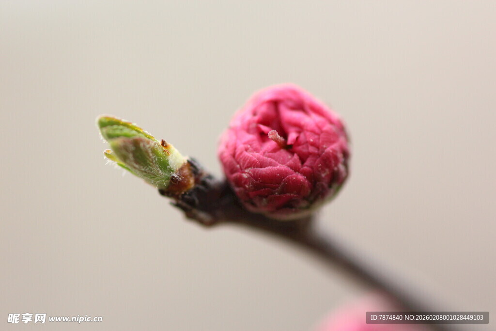 粉嫩桃花花苞特写