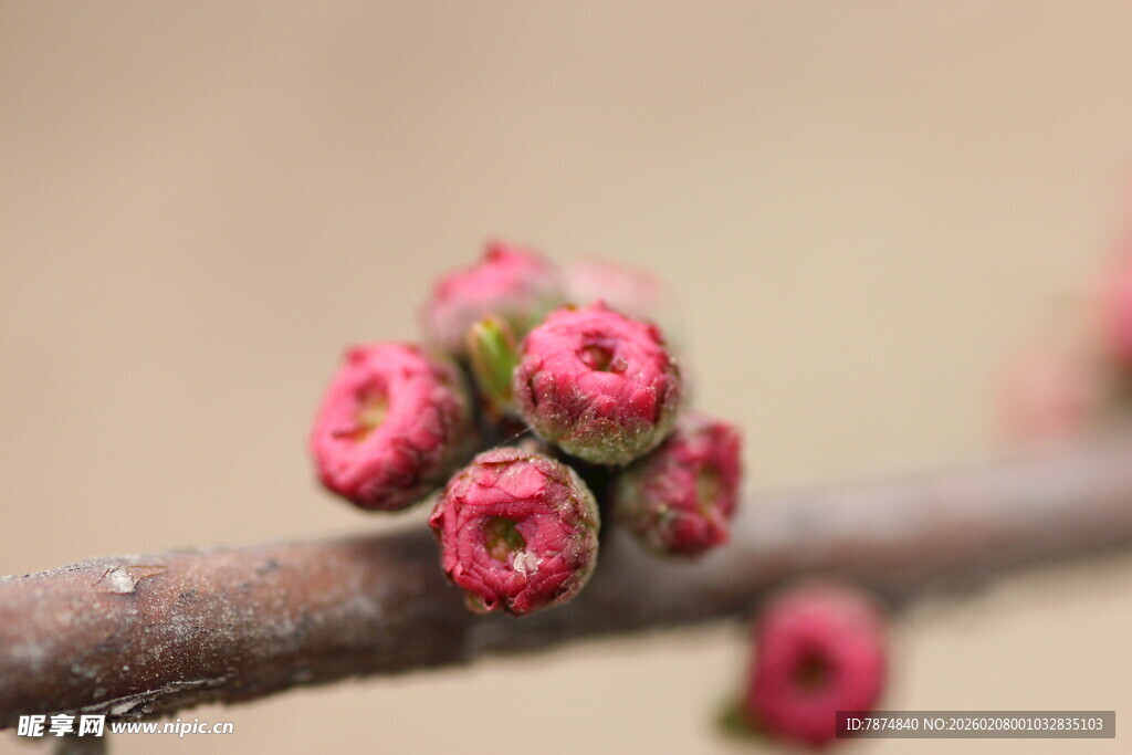 枝头粉嫩花苞初绽