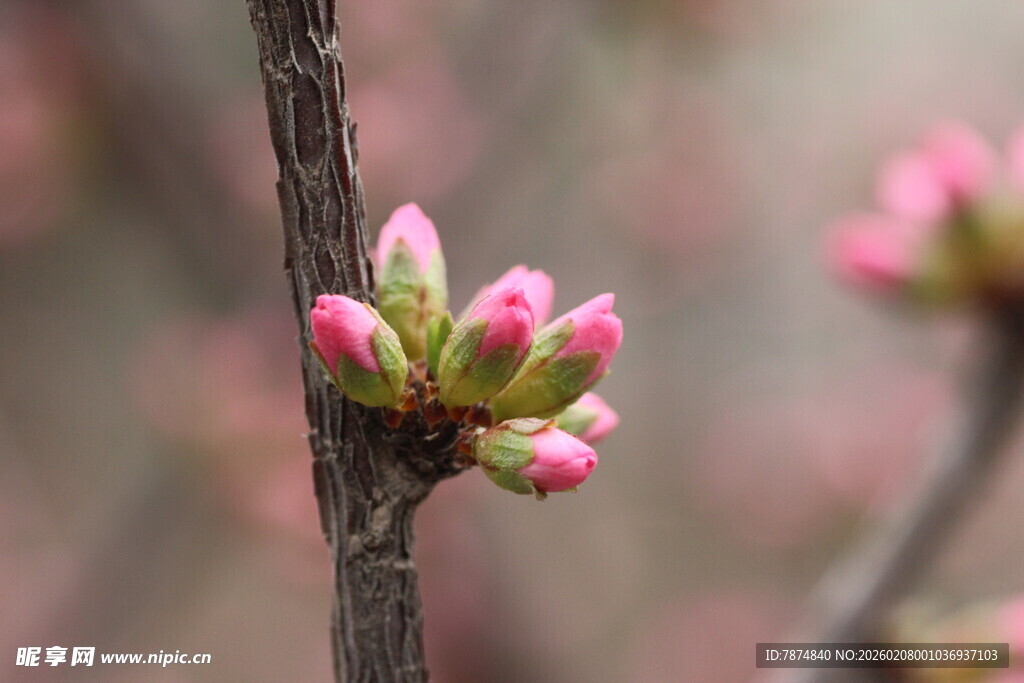 枝头粉嫩花苞初绽