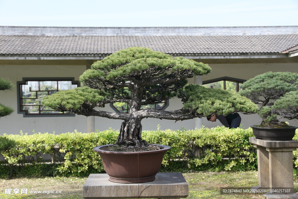 庭院中的精致盆景