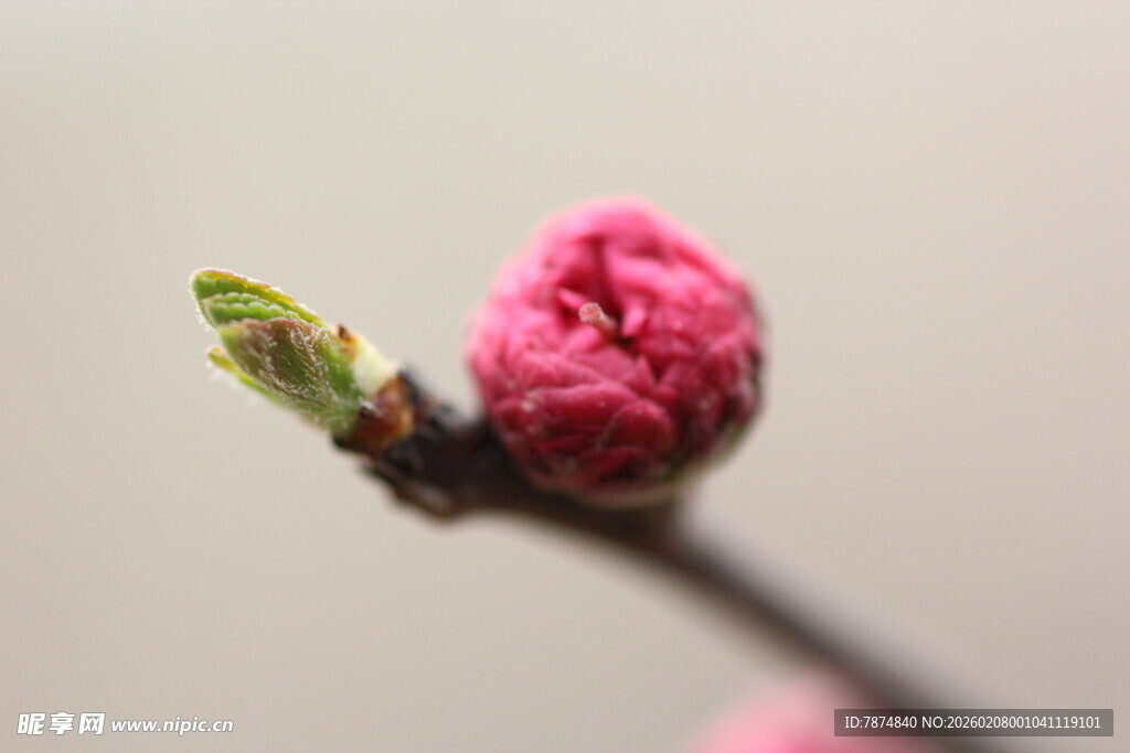 含苞待放的娇艳桃花