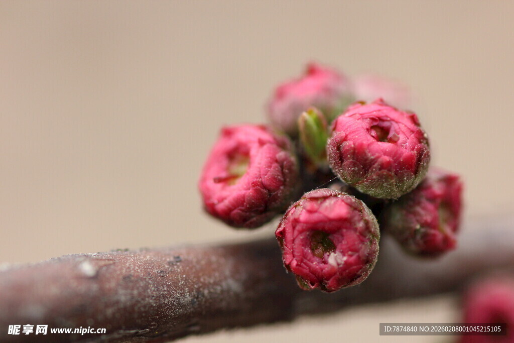 枝头粉嫩花苞待放