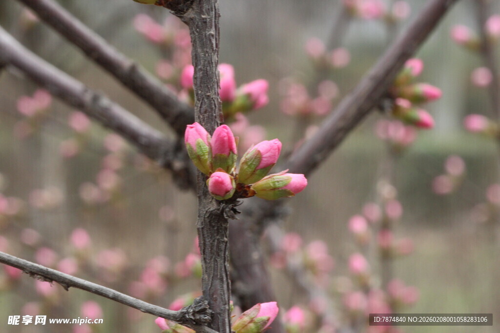 枝头粉嫩花芽初绽