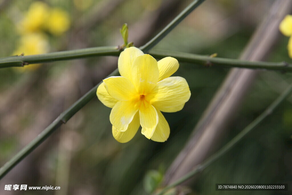 绽放的黄色迎春花