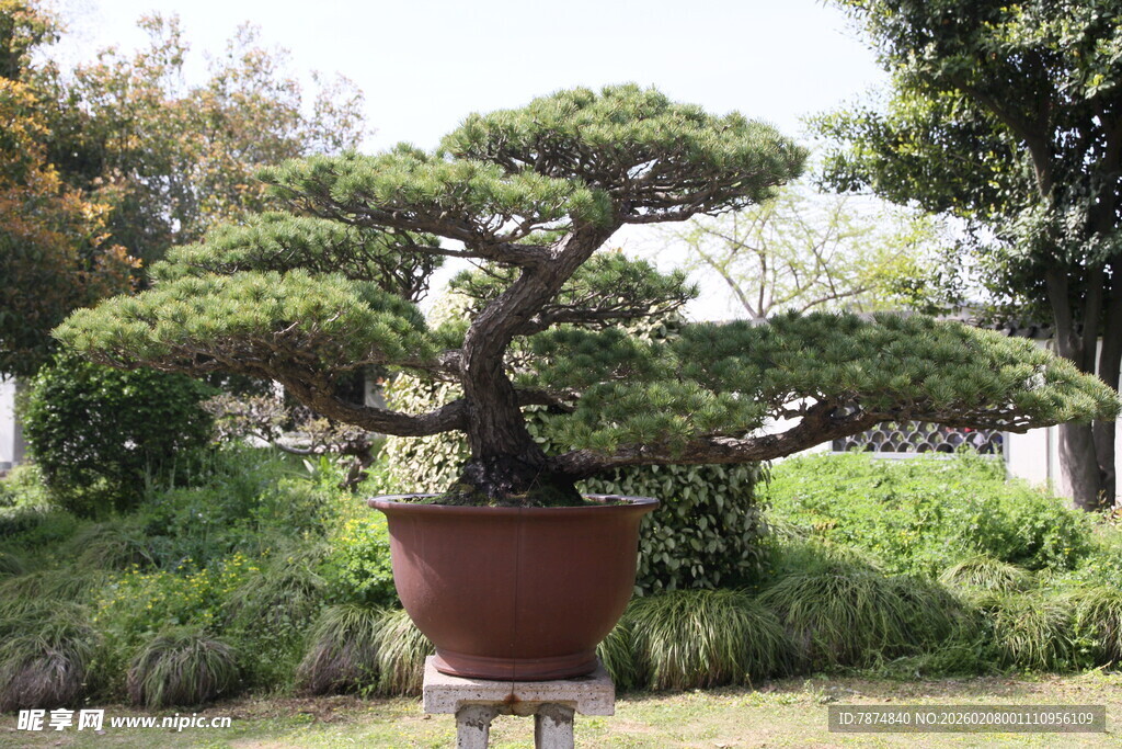古朴盆景置于绿意园林中