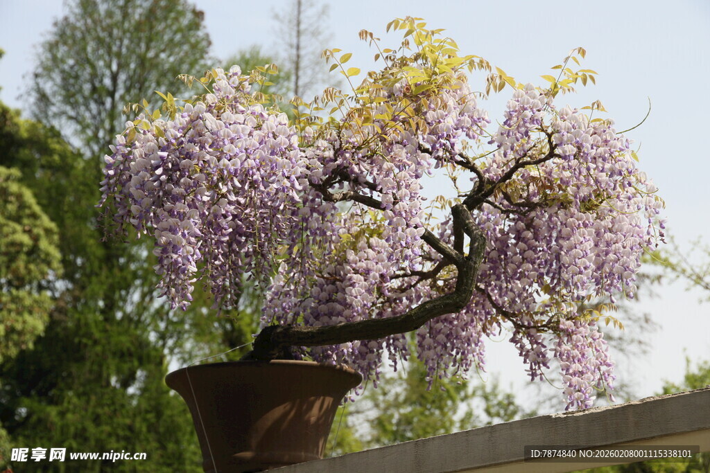 紫藤盆景 绽放梦幻紫花