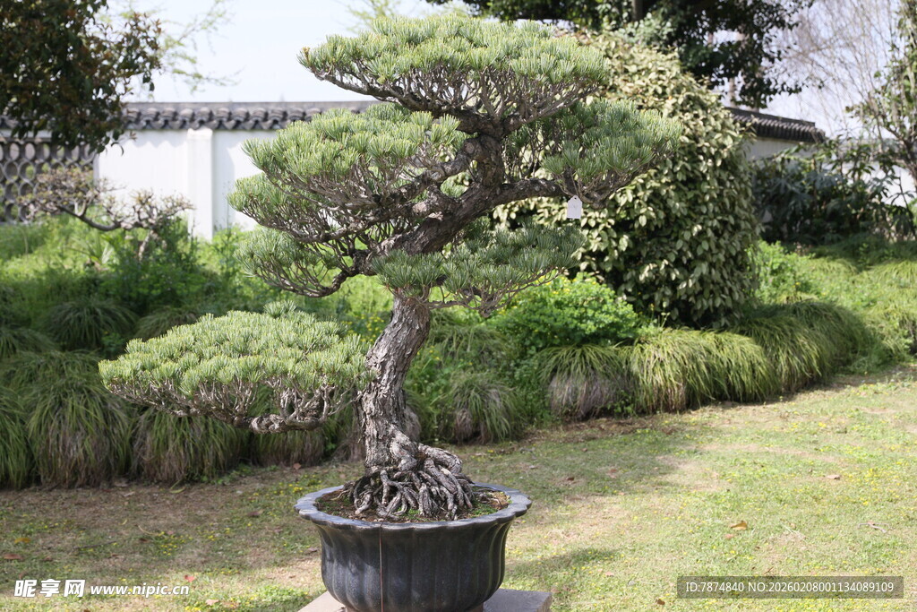 精致盆栽置于绿意草坪