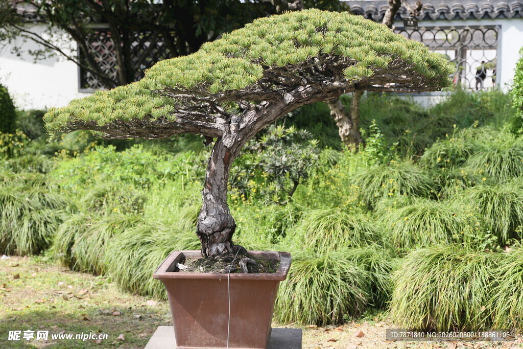 古朴盆景树 尽显雅致韵味