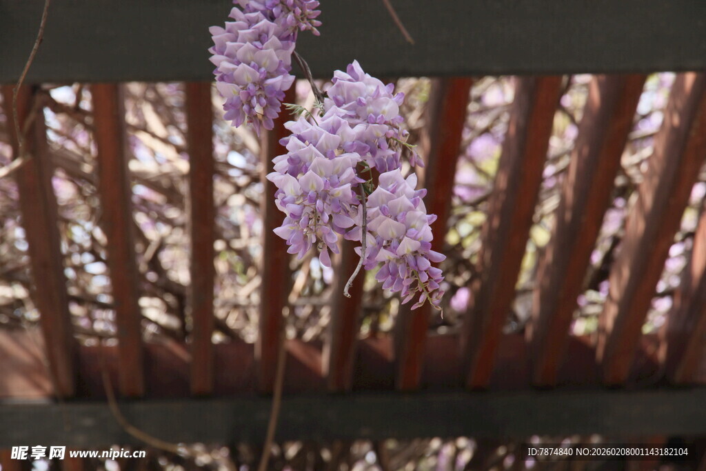 栅栏旁绽放的紫色花朵