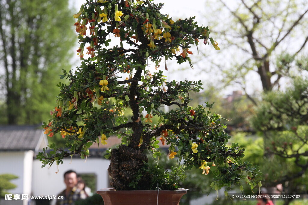 精致盆景 绿意盎然之景