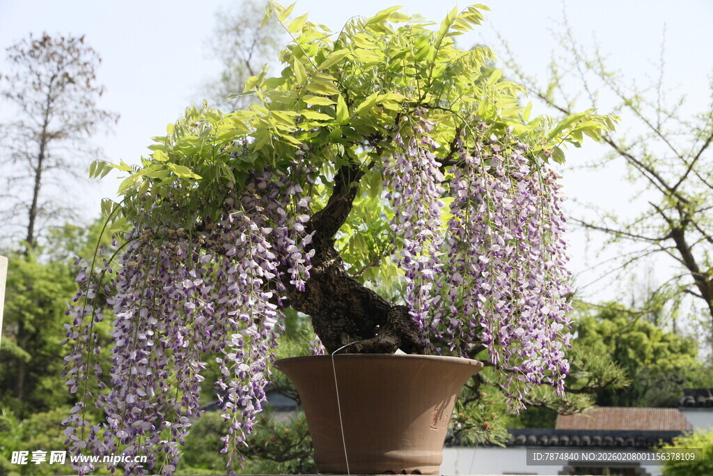 紫藤盆景 绽放梦幻紫色花