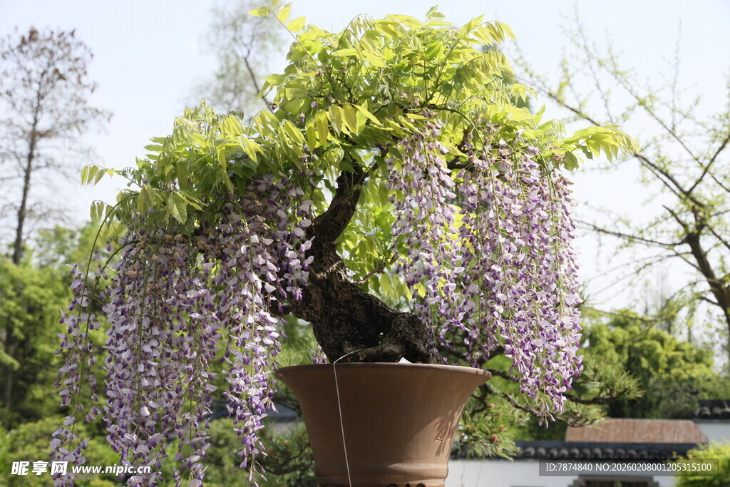 紫藤盆景 垂挂紫色梦幻花瀑