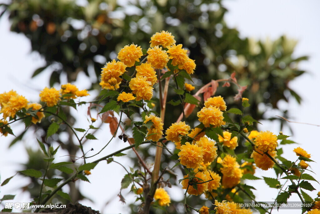 枝头绽放的明艳黄色花朵