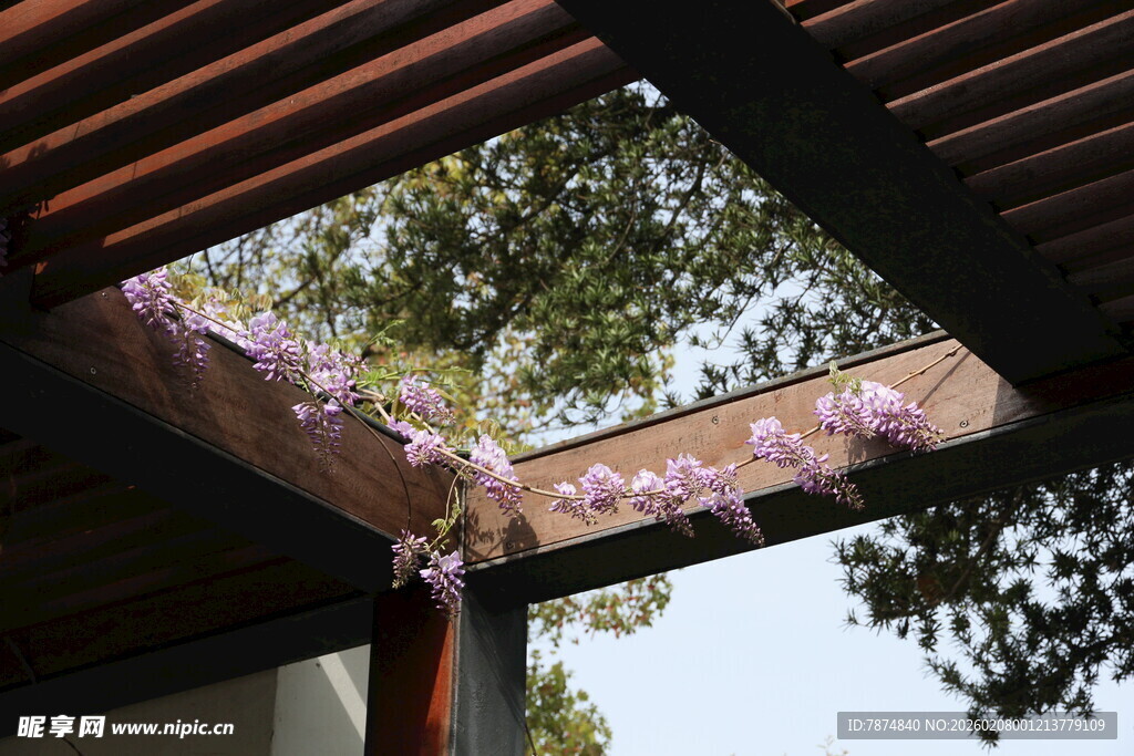 屋顶天窗下的烂漫花景