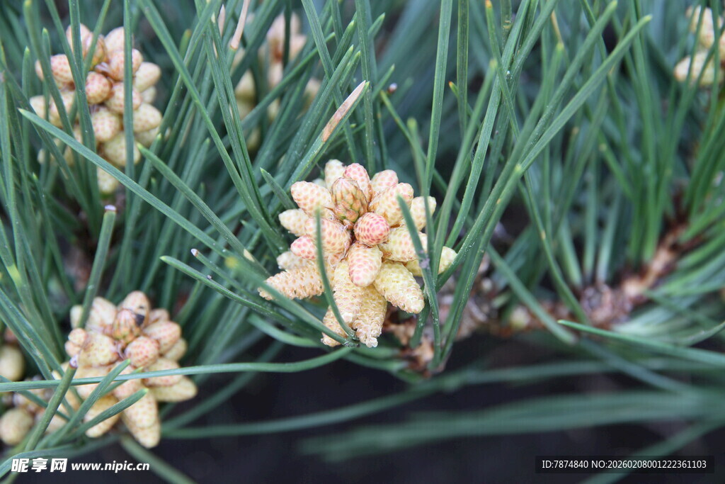 松树花朵特写