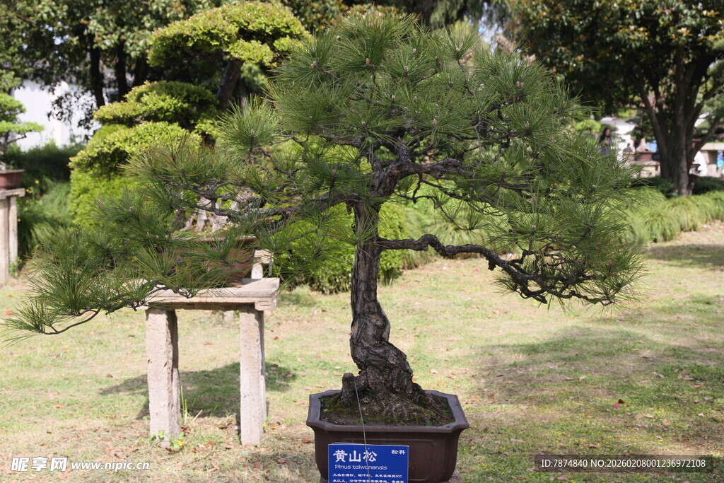 精致盆景置于户外园林