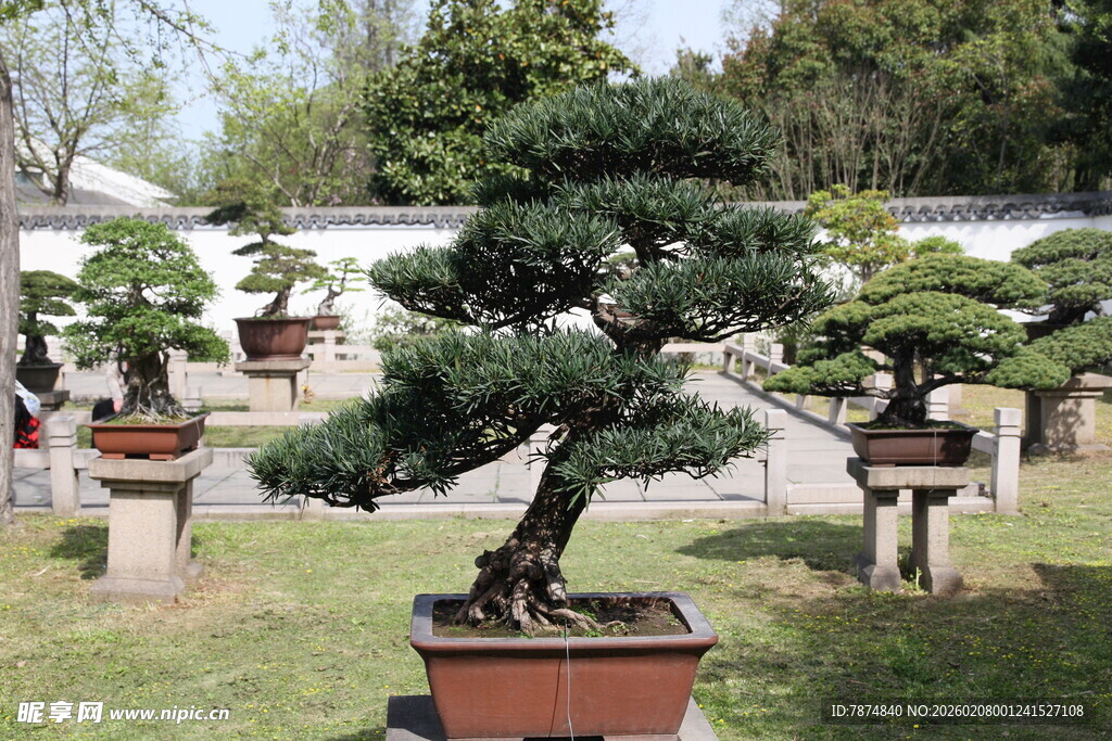 庭院中的精致盆景