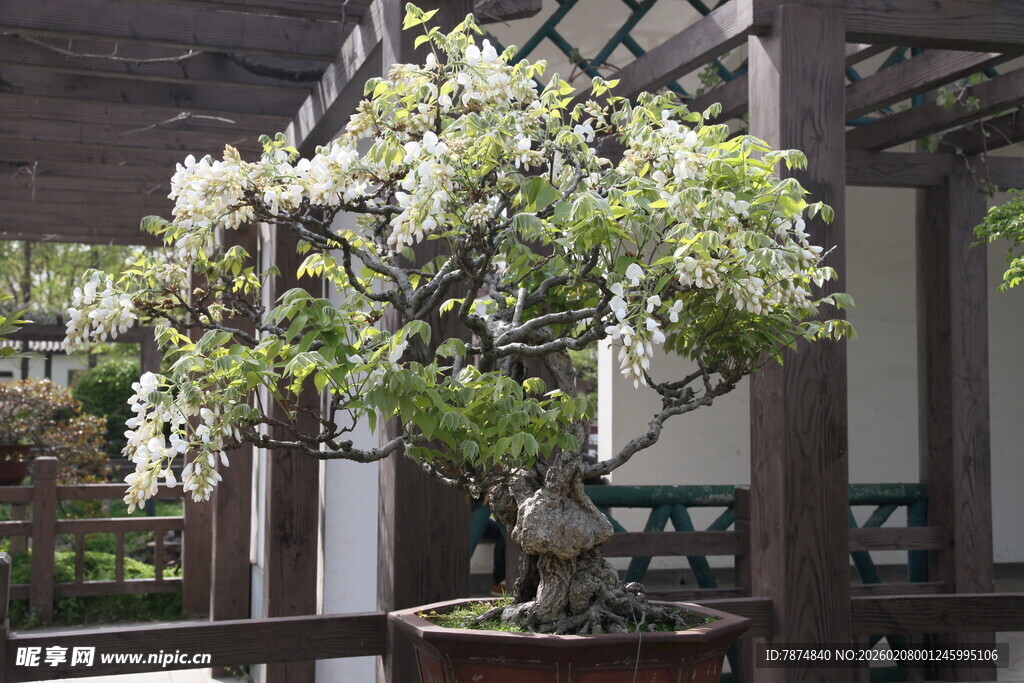 中式庭院中的雅致盆景