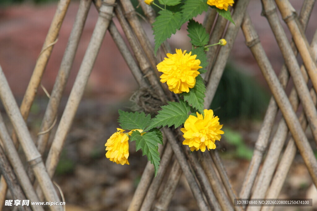 竹篱间绽放的黄色小花