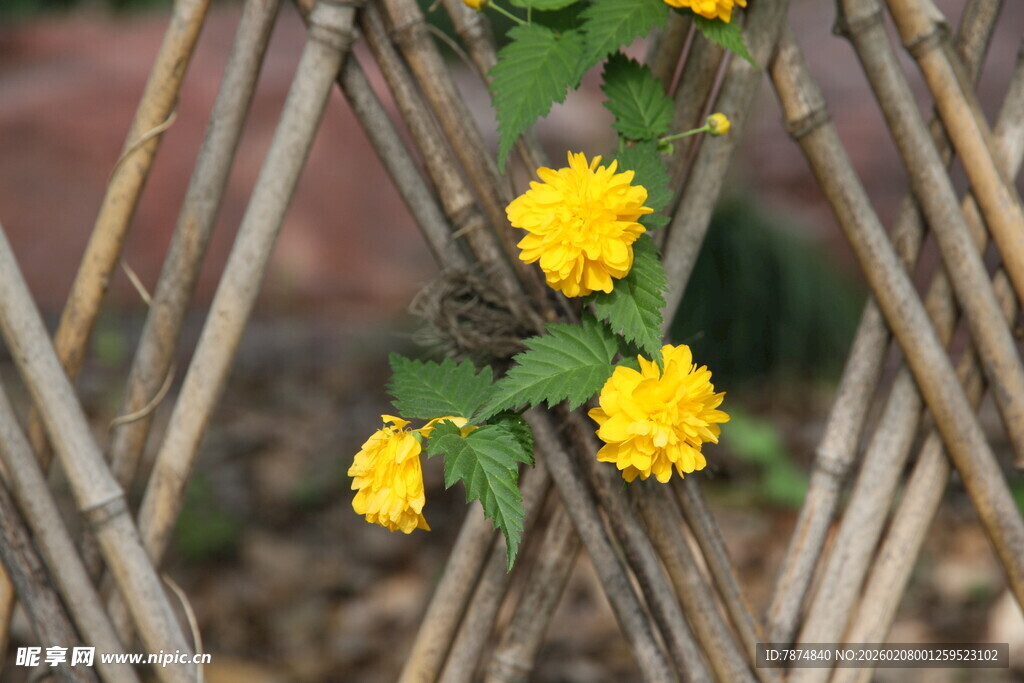 竹篱旁绽放的黄色小花