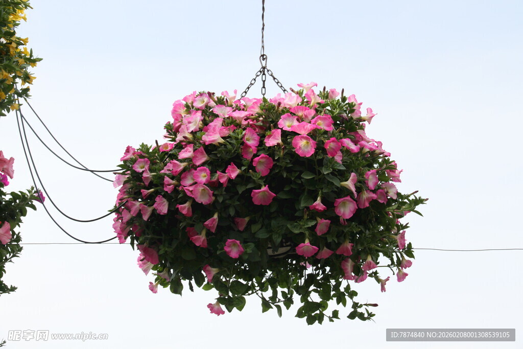悬挂的粉色繁花吊篮