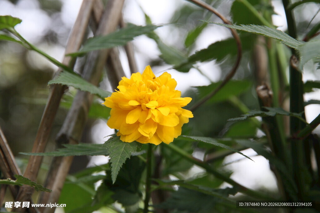 黄色小花绽放于绿植间