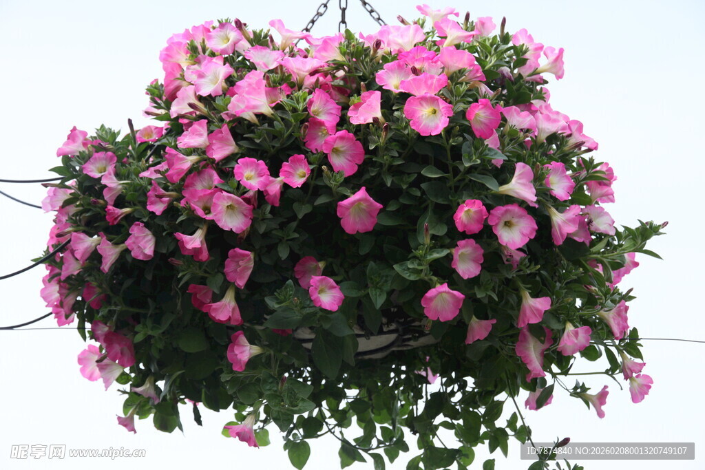 粉色繁花垂吊盆栽