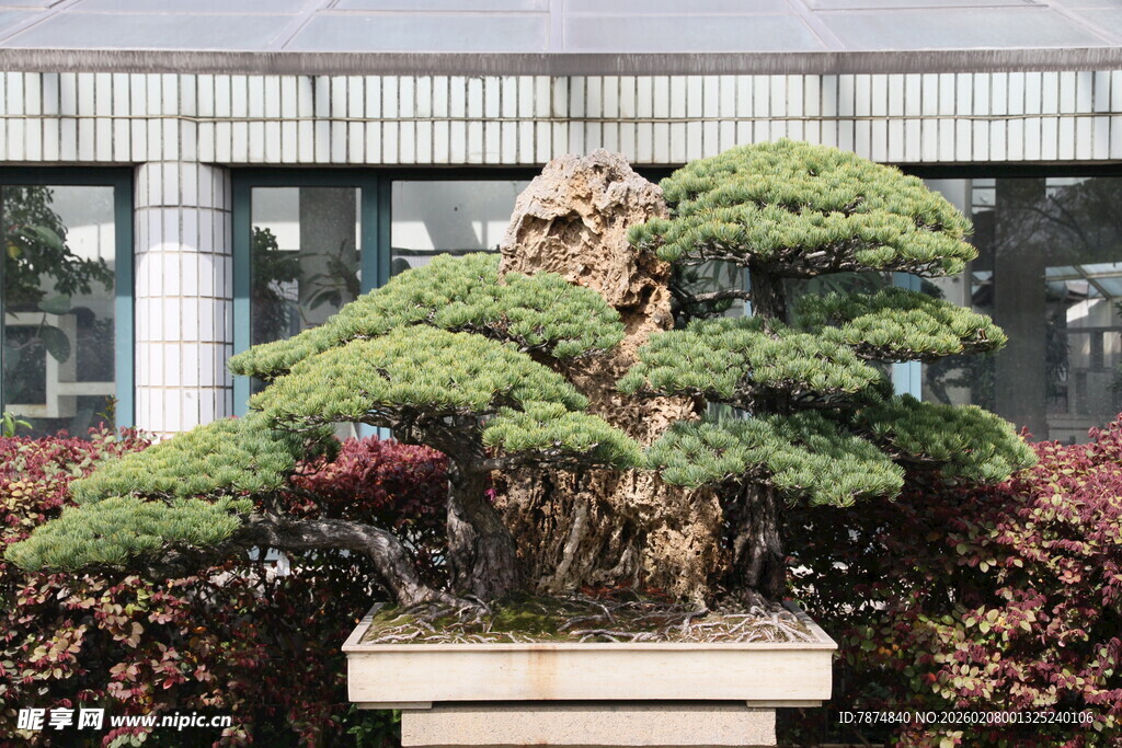 精致盆景展现自然之美