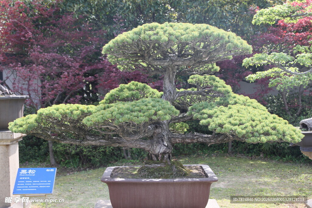 精致盆景 尽显自然雅韵