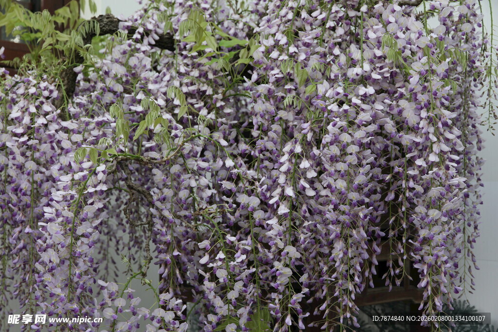 垂坠紫藤花 梦幻紫色浪漫