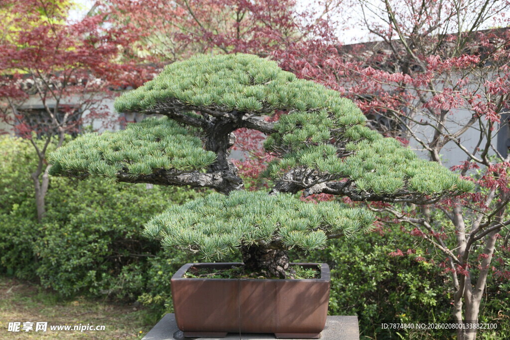 精致盆景展现独特园艺美