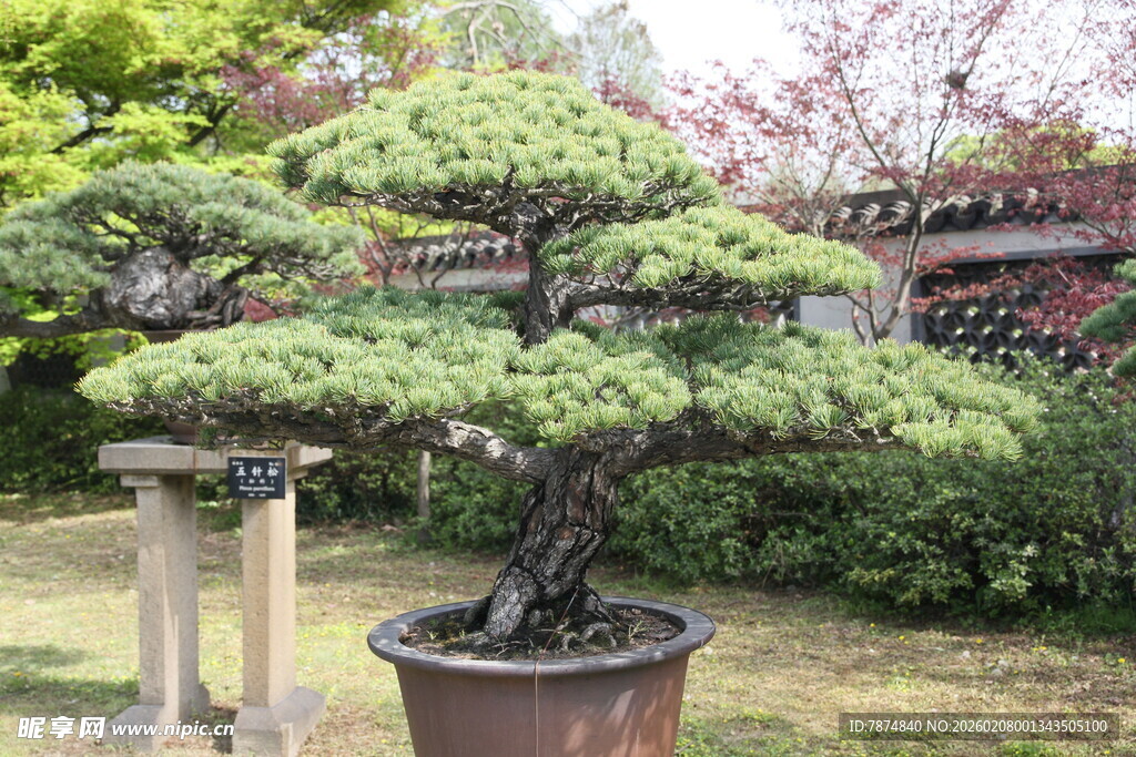 精致盆景展现自然之美