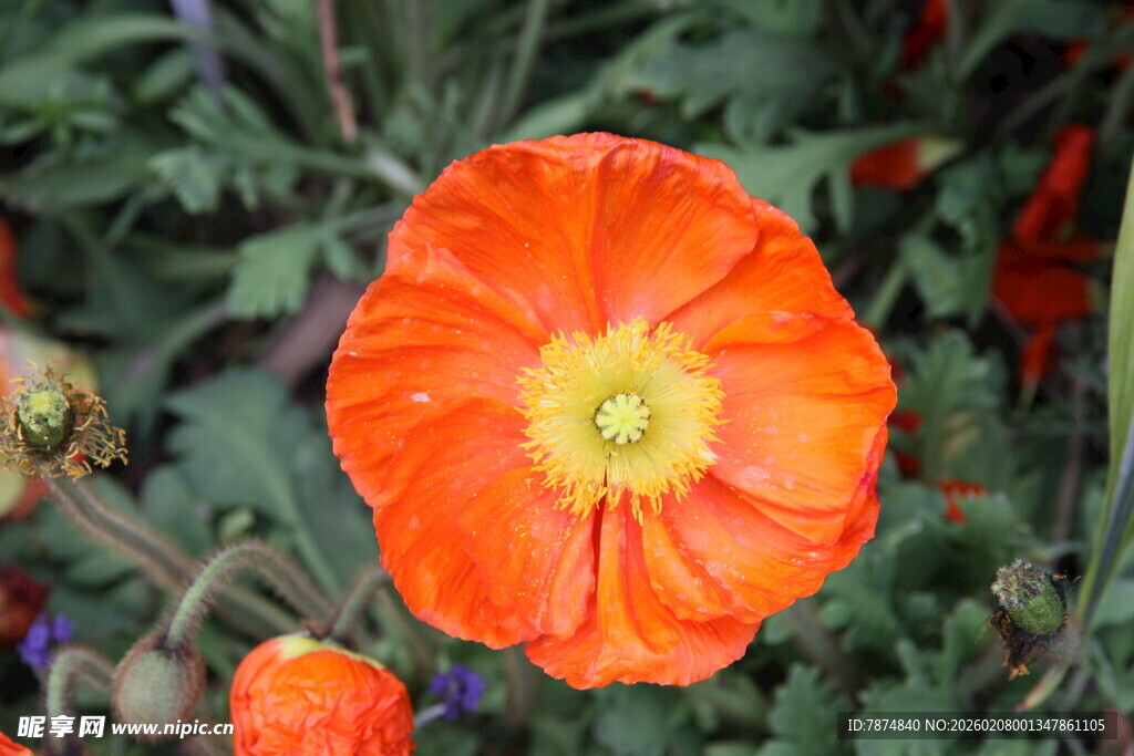 鲜艳橙色鲜花特写