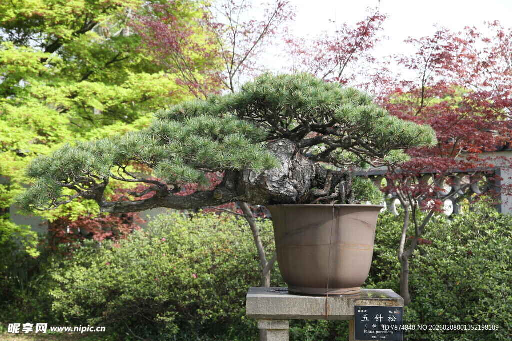 古朴盆景置于绿意之中